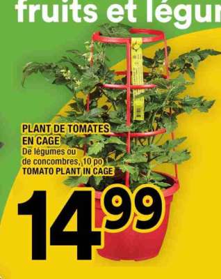 PLANT DE TOMATES EN CAGE