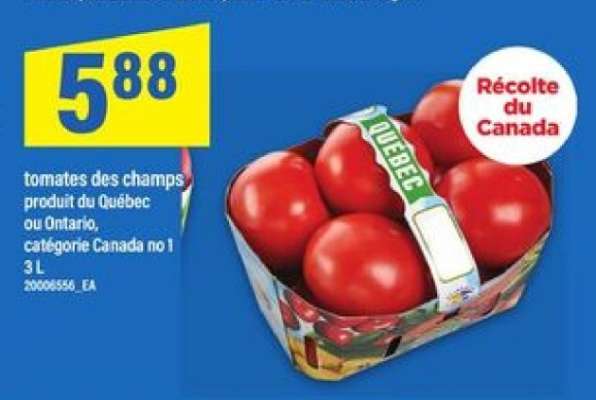 TOMATES DES CHAMPS